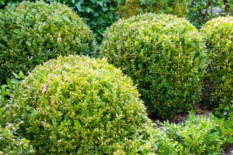 Landscape Trimming Service in Aiken, SC
