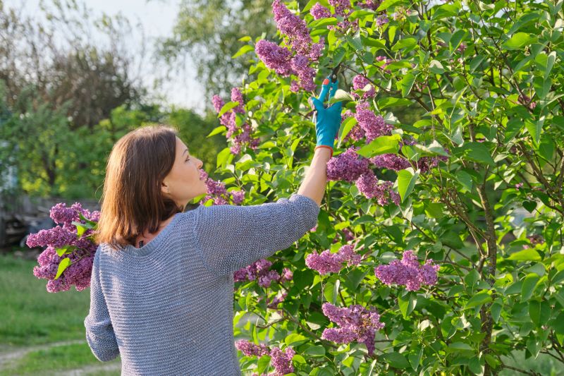 Lilac Trimming Service in Rockwall, TX