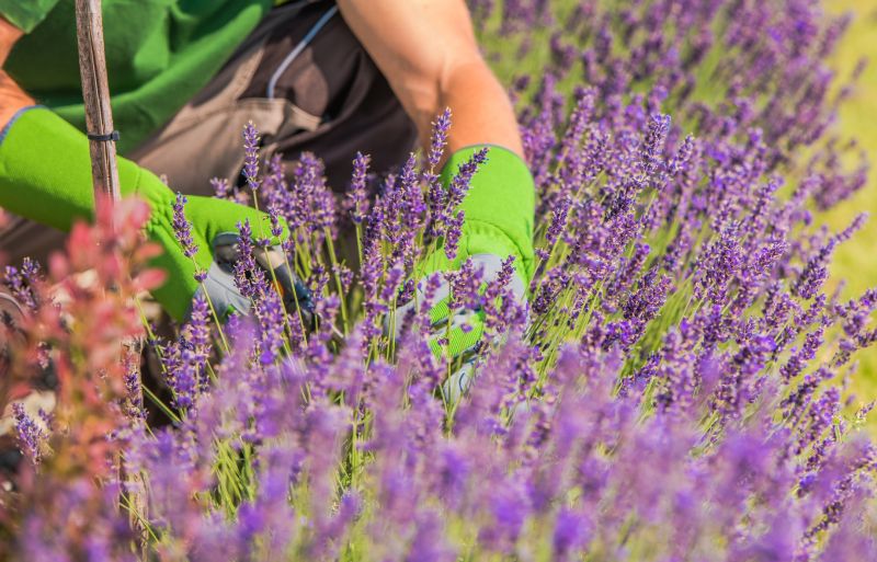 Lilac Trimming Service in Rockwall, TX