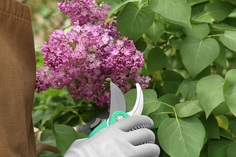 Lilac Trimming Service in Ventura County, CA