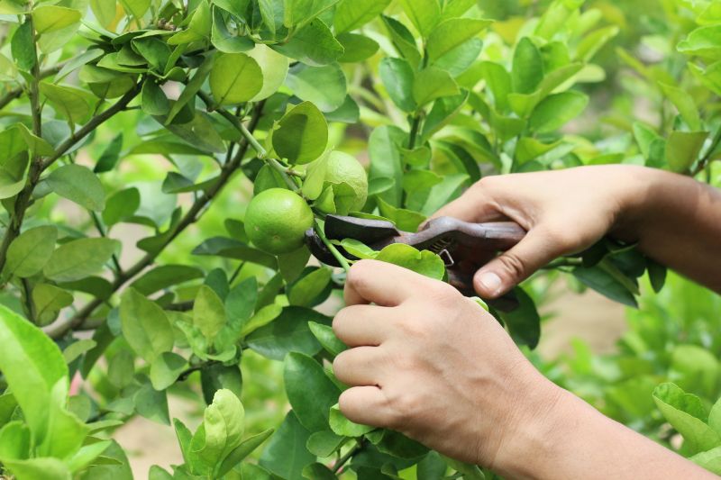 Limb Pruning in Pottstown, PA