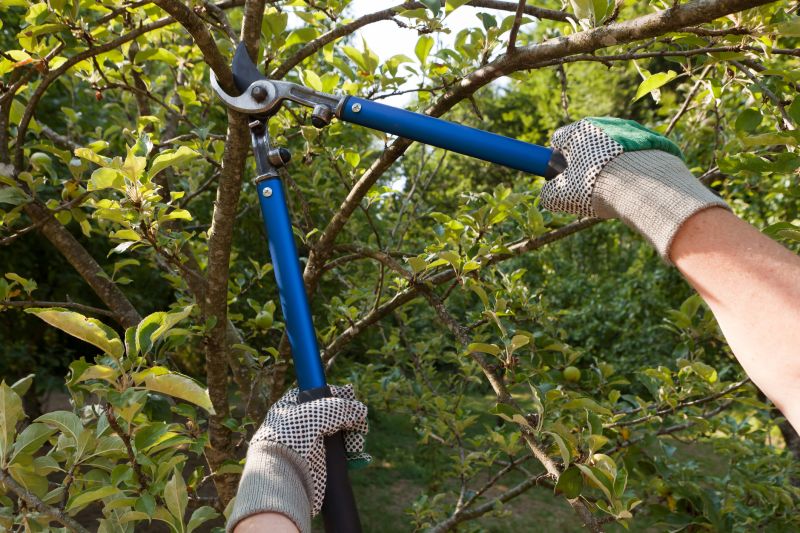 Limbs Trimming in San Jose, CA