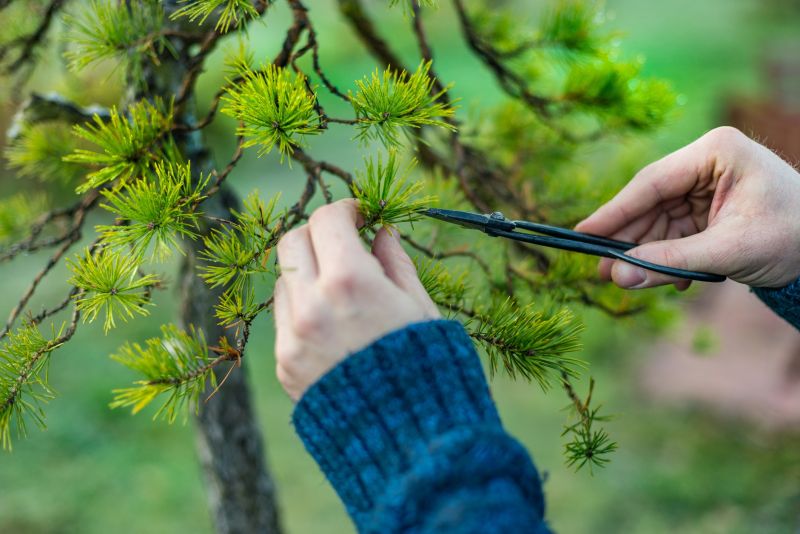 Maple Tree Pruning in Pottstown, PA