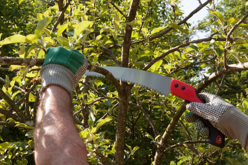 Orchard Tree Pruning in San Jose, CA