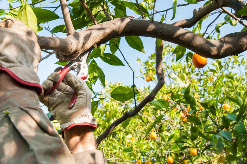 Orchard Tree Pruning in Doylestown, PA