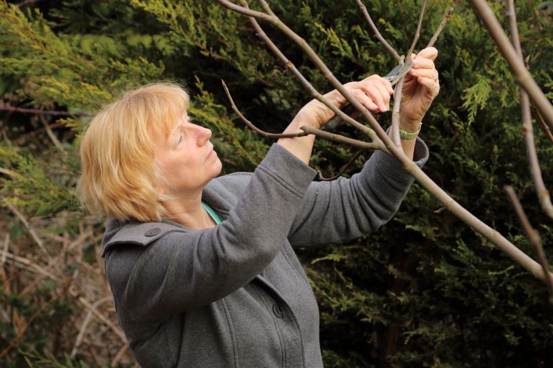 Peach Tree Pruning in Doylestown, PA