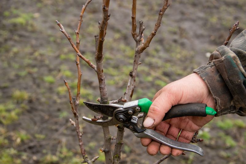 Peach Tree Pruning in Reno, NV