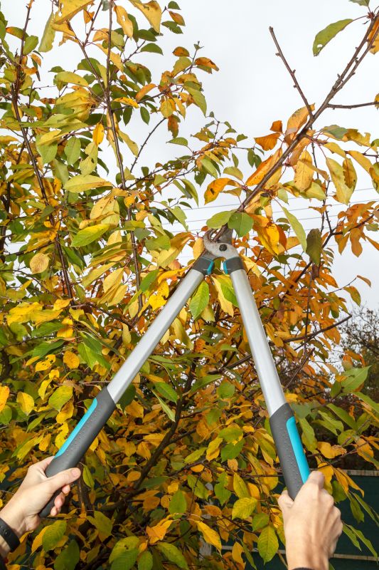 Peach Tree Pruning in Reno, NV