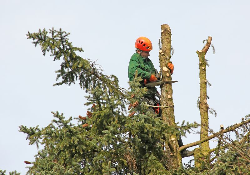 Pine Tree Trimming in Doylestown, PA