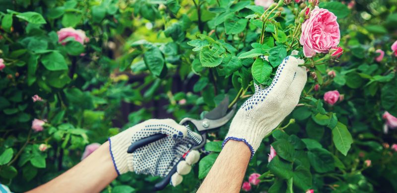 Rhododendron Pruning in Ventura County, CA