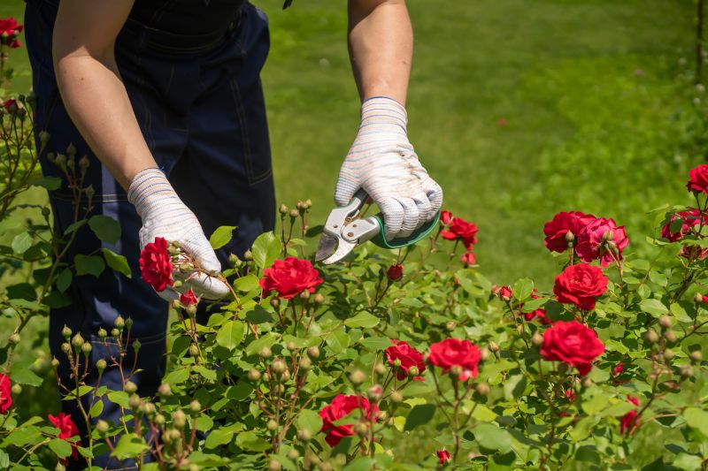 Rose Bush Pruning in Aiken, SC