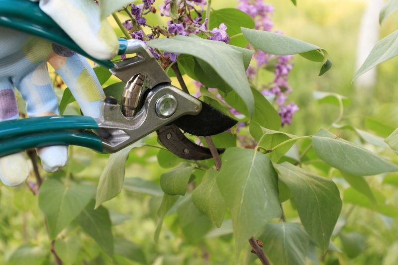 Shrub Pruning in Honolulu, HI