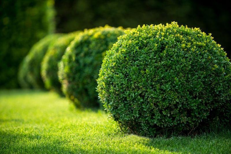 Shrub Pruning in Ventura County, CA