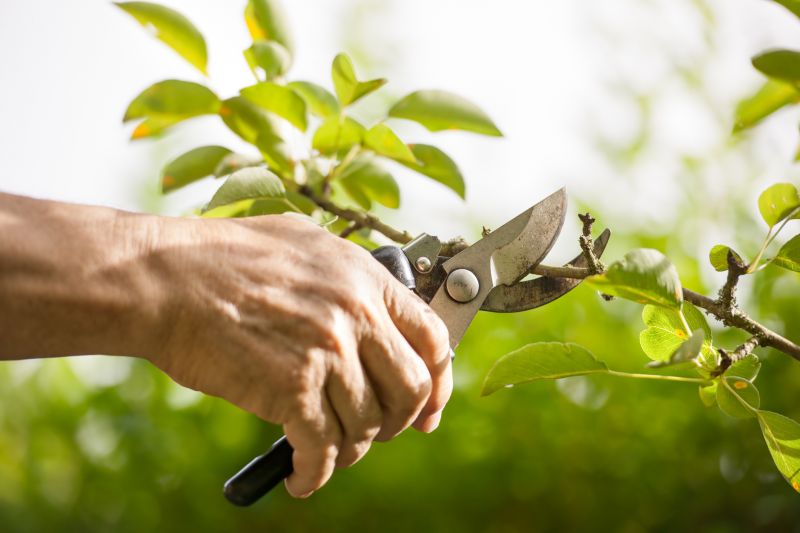Shrub Pruning in Aiken, SC