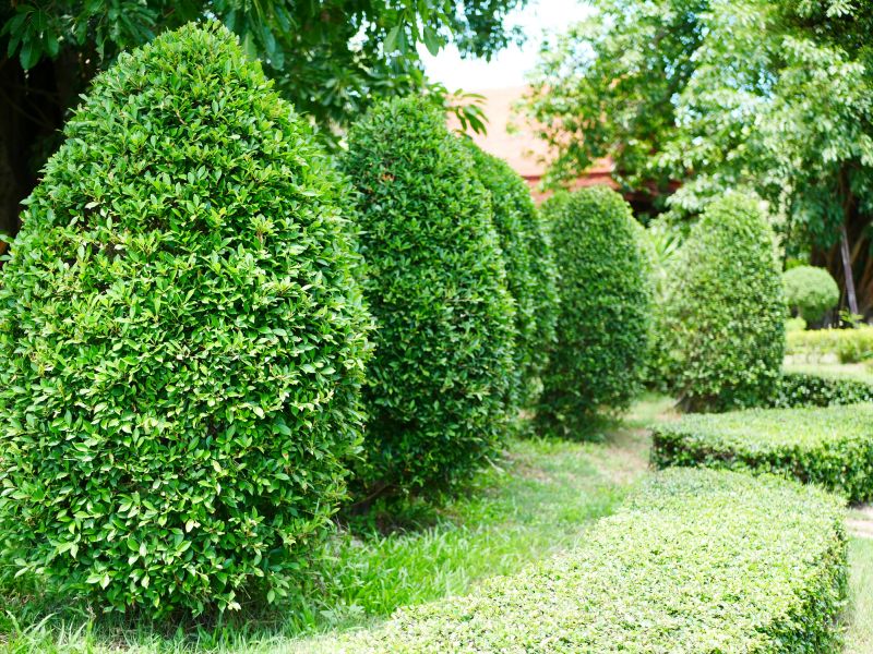 Trimmed Evergreen Shrubs