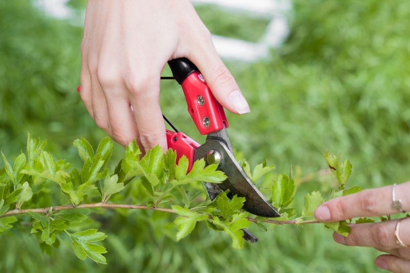 Shrub Trimming in Ventura County, CA