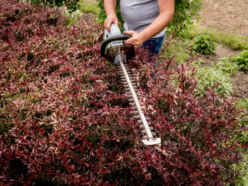 Shrub Trimming in Aiken, SC
