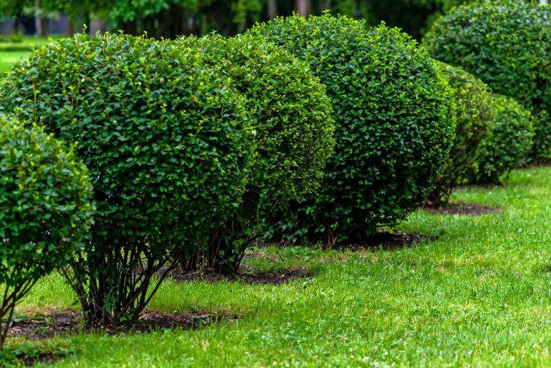 Pruned Shrubs in Spring