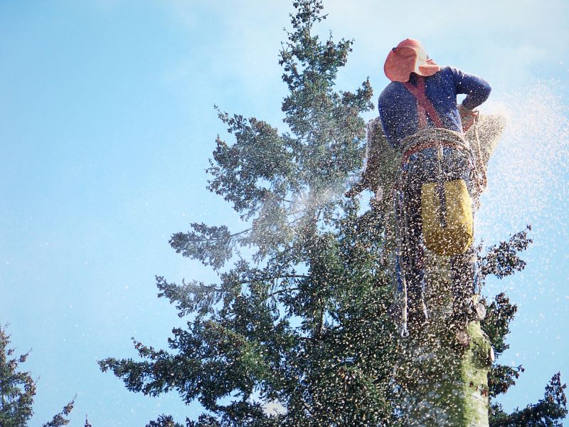 Spruce Tree Removal in Doylestown, PA