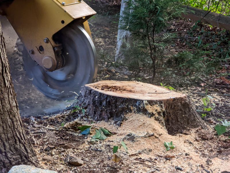 Stump Cutting in Calvert County, MD