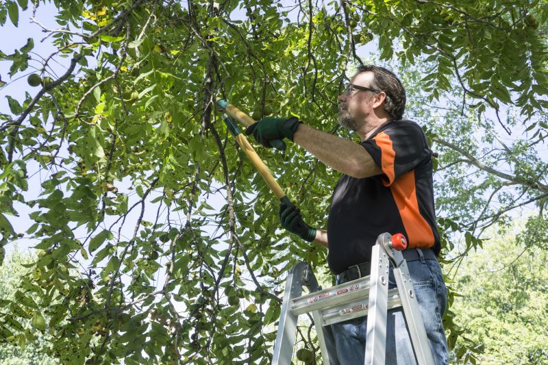 Tree Branch Cutting in Allentown, PA