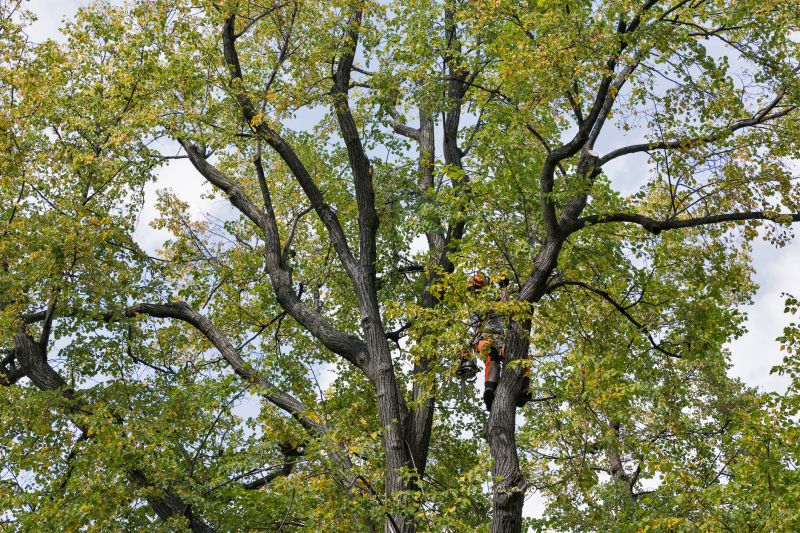Tree Canopy Thinning in Doylestown, PA