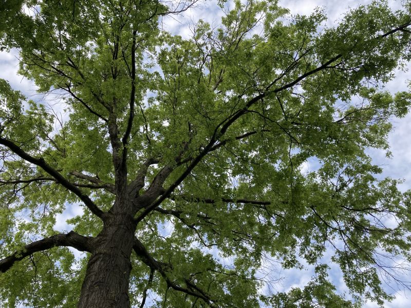 Tree Canopy Thinning in Allentown, PA