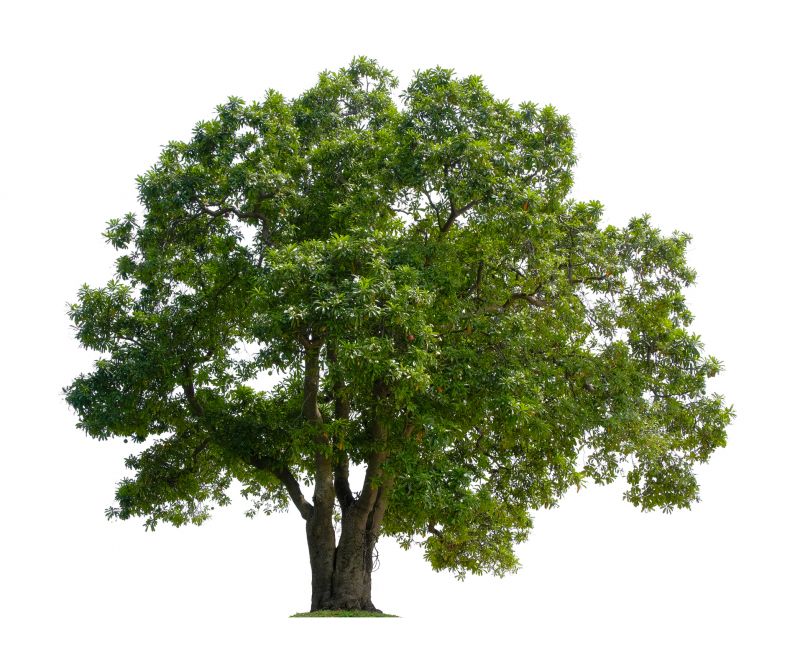 Tree Crown Shaping in San Jose, CA