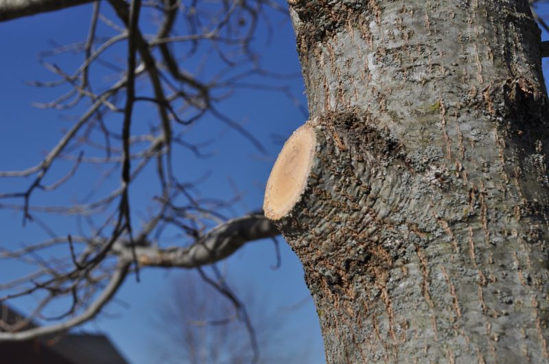 Tree Limbs Removal in Reno, NV