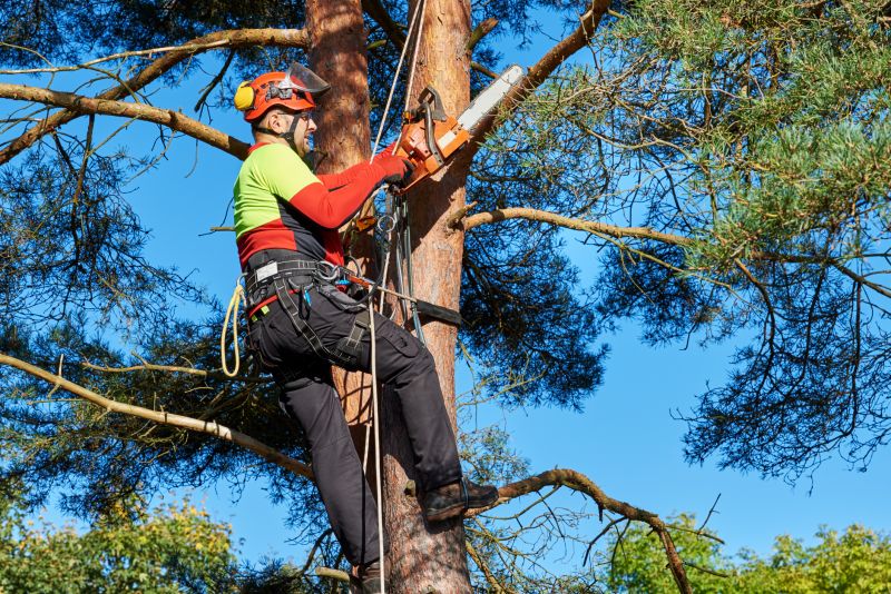 Tree Service in Doylestown, PA