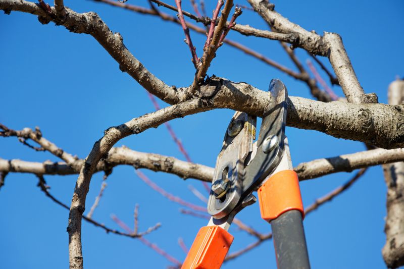 Tree Service in Allentown, PA