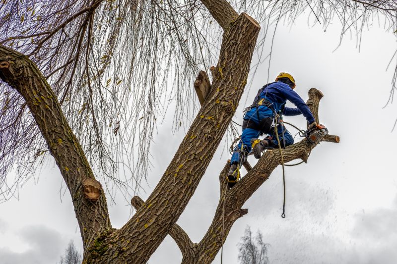 Tree Shearing in San Jose, CA