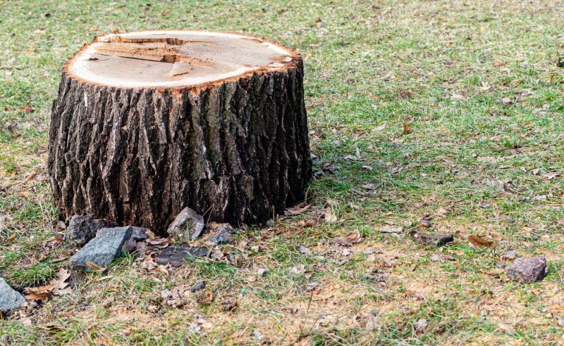 Tree Stump Removal in Waldorf, MD