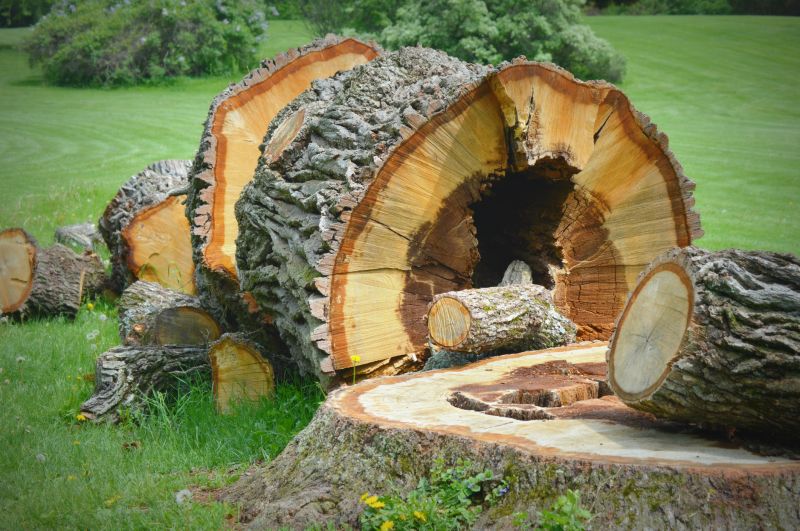 Tree Stump Removal in Calvert County, MD