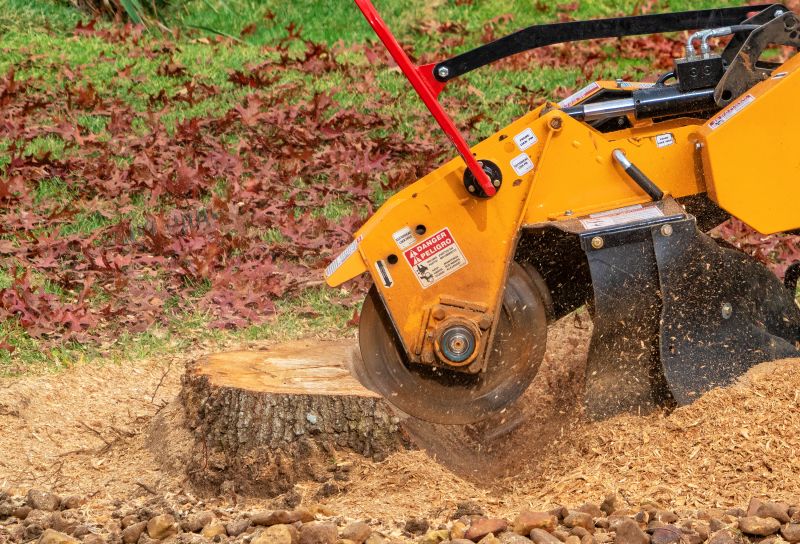 Tree Stump Removal in Calvert County, MD