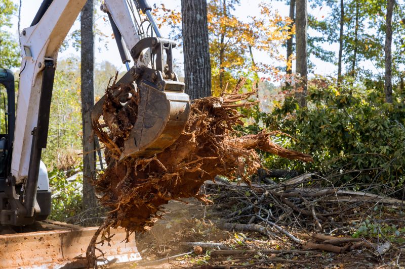 Tree Trunk Removal in Calvert County, MD