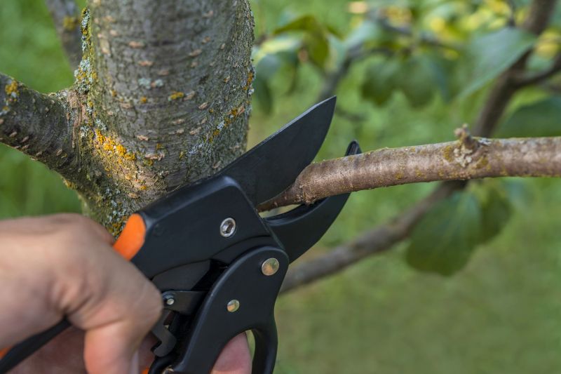 Willow Tree Removal in Allentown, PA