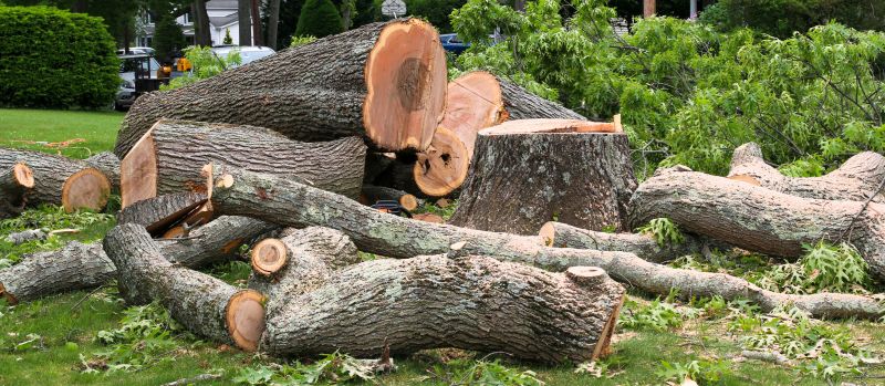 Willow Tree Removal in San Jose, CA